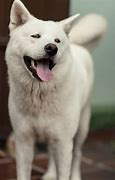 Image result for Akita Pics