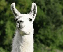 Image result for Llama Tierna