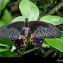 Image result for Butterfly with Red and Black Wings