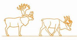 Image result for Caribou Reindeer Size Chart