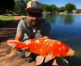 Image result for 13 Koi Carp Image