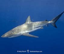 Image result for Dusky Shark Pups