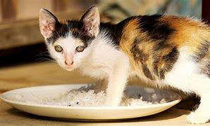 Image result for Calico Siamese Cat