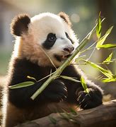 Image result for Panda Eating Fish