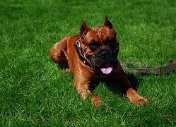 Image result for German Boxer Dog Side Profile