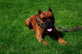 Image result for German Boxer Dog Natural