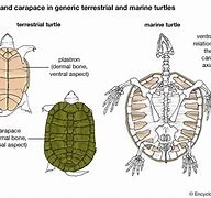 Image result for Turtle Formation