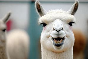 Image result for Llama Smile