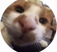 Image result for Fish Eye PFP Anime