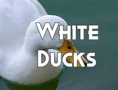 Image result for baby white ducks names