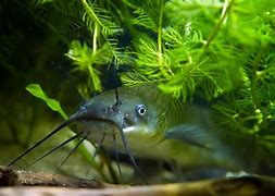 Image result for Freshwater Lake Fish