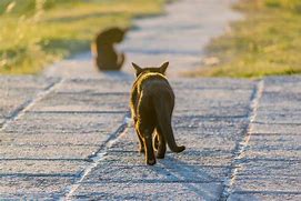 Image result for Cat Tail Hanging Down