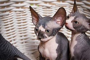 Image result for Siamese Sphynx Cat