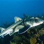 Image result for Little Pet Sharks