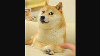 Image result for Renegade Doge Meme