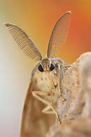 Image result for Moth with Feathery Antennae