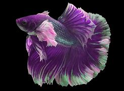 Image result for Purple Betta