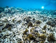 Image result for Global Warming Coral Bleaching