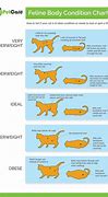 Image result for Cat Body Weight Chart