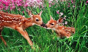 Image result for Spring Pet Wallpaper