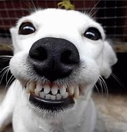 Image result for Human Smiling with Dog