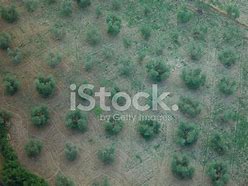 Image result for Olive Tree Aerial View