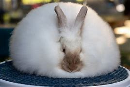 Image result for Angora Rabbit