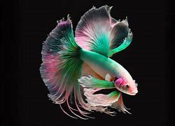 Image result for Iridescent Fish