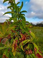 Image result for Identify Tree Disease Leaf Peach