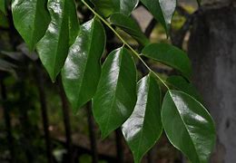 Image result for pterocarpus indicus