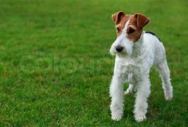 Image result for Baby Fox Terrier