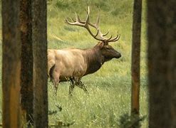 Image result for Wildlife in Banff