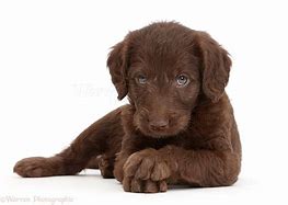 Image result for Chocolate Labradoodle