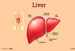 Image result for Liver