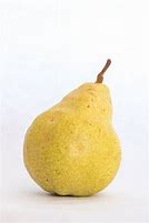 Image result for Egyptian Pear