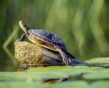 Image result for Aquatic Turtles