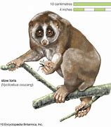 Image result for Slow Loris