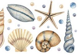 Image result for Free Sea Shells Picture