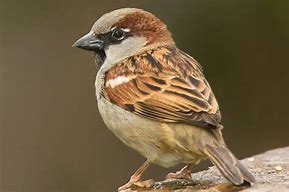 Image result for Male House Sparrow Bird