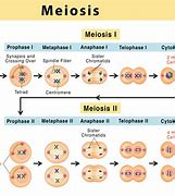 Image result for Meiosis 1 and 2 Drawing