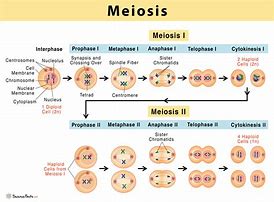 Image result for Product of Meiosis