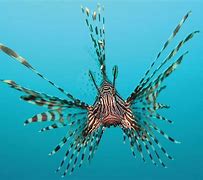 Image result for Lionfish Bite