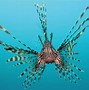 Image result for Lionfish Range