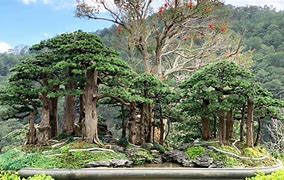 Image result for Pine Tree Forest Bonsai