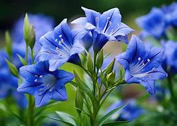 Image result for Natural Blue Flowers