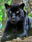 Image result for Big Cats Fotos