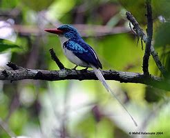 Image result for Paradise Kingfisher