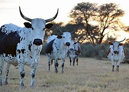 Image result for Nguni Cattle On Beach