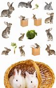 Image result for Nutbrown Hare