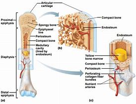 Image result for Long Skinny Bone Identifacation